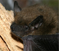 Tampa Bay Bats can humanely relocate big brown bats