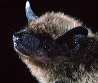 Tampa Bay Bats can humanely relocate Evening Bats