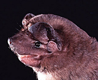 Tampa Bay Bats can humanely relocate Little Mastiff Bats