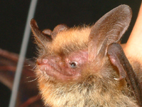 Tampa Bay Bats can humanely relocate Northern Long-Eared Bats