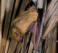 Tampa Bay Bats can humanely relocate Northern Yellow Bats
