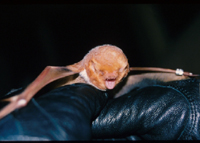 Tampa Bay Bats can humanely relocate Red Bats