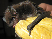 Tampa Bay Bats can humanely relocate Silver Haired Bats