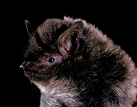 Tampa Bay Bats can humanely relocate Southeastern Bats